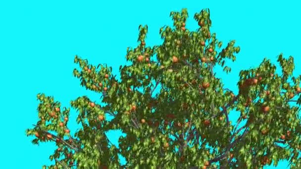 La parte superior del melocotón del árbol de la corona con frutas se balancea al viento Las hojas verdes del árbol están revoloteando la corona en verano Animación generada por computadora Hecho en el estudio — Vídeos de Stock