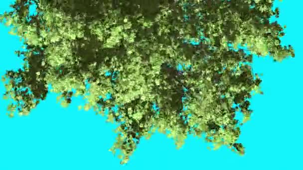 Corona in acero rosso trasformato albero immagine è ondeggiante a vento foglie di albero verde sono Fluttering Crown in estate Computer Generated Animation Made in Studio — Video Stock