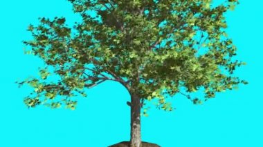 Kırmızı akçaağaç ince ağacıdır Swaying Rüzgar yeşil ağaç yaprakları vardır çırpınan Crown yaz bilgisayar oluşturulan animasyon yapılmış Studio içinde