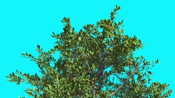 Red Mangrove Top of Crown Tree is Swaying at The Wind Green Tree Leaves are Fluttering Crown in Summer Computer Generated Animation Made in Studio — стоковое видео