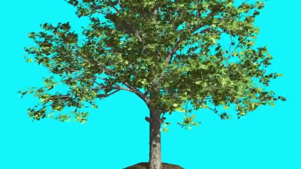 Roter Ahorn dünner Baum schwankt im Wind grüne Baumblätter flattern Krone im Sommer computergenerierte Animation aus dem Studio — Stockvideo