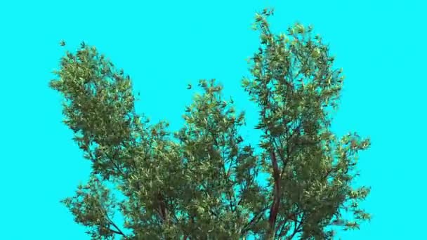 Red Gum Top of Crown And Branches Tree is Swaying Strong Wind Green Tree Leaves are Fluttering Crown in Summer Computer Generated Animation Studio — стоковое видео