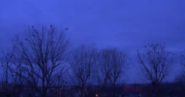 Karatavuk Kuzgunlar kargalar sürü kuşların üst dalları ve sinekler Awaytrees ile hiçbir yaprakları koyu mavi kurnaz alacakaranlıkta Twilights bir ağaçta oturuyor manzara