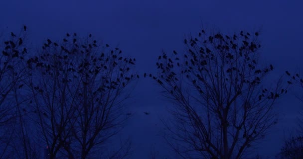 Mirlos cuervos cuervos bandada de pájaros están sentados en un árbol Ramas superiores Volando lejos va hacia atrás Árboles sin hojas Azul oscuro Atardecer oscuro Crepúsculo tardío — Vídeo de stock