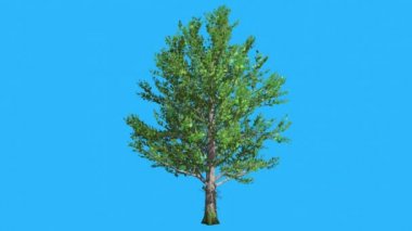 Akçaağaç ağacıdır Swaying Rüzgar yeşil ağaç yaprakları vardır çırpınan Crown yaz bilgisayar oluşturulan animasyon yapılmış Studio içinde