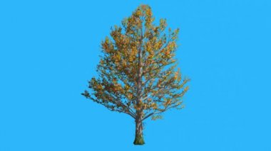 Akçaağaç ağaç Swaying Rüzgar sarı ağaç yaprakları vardır çırpınan taç sonbahar sonbahar bilgisayar oluşturulan animasyon yapılmış Studio adlı olduğunu