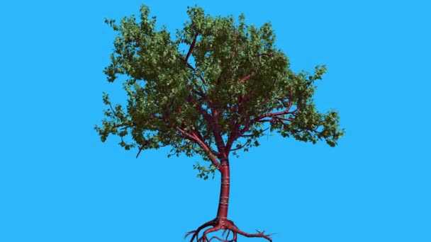 Tibetischer Kirschbaum wiegt sich im Wind grüne Baumblätter flattern Krone im Sommer computergenerierte Animation aus dem Studio — Stockvideo