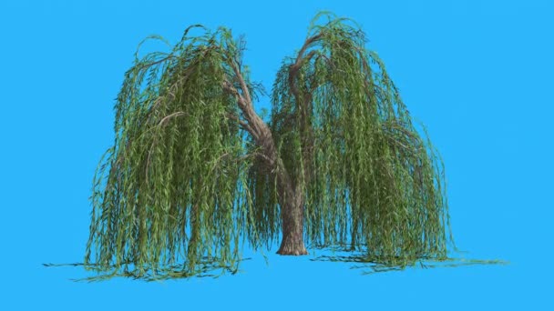 Плачущая ива висит на длинных ветвях Дерево колеблется на ветру Зеленое дерево Листья трепещут корону в летней компьютерной генерируемой анимационной студии — стоковое видео