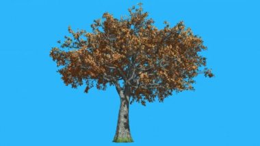 Beyaz meşe ağacıdır Swaying Rüzgar sarı ağaç yaprakları vardır çırpınan Crown sonbahar sonbahar bilgisayar oluşturulan animasyon yapılmış Studio içinde