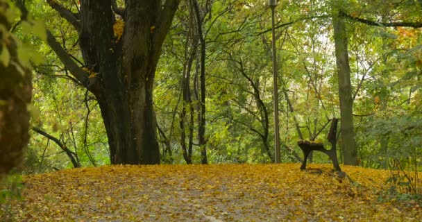 Prázdná lavička na starém stromě na kopci v parku v uličce samota Lonelyness zamračený den na podzim venku jsou na zemi podzimní žluté listy