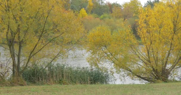 River Lake λίμνη στο δασικό πάρκο νερό ρέει Breeze κίτρινα δέντρα πράσινο καλάμι και χόρτα σε αντίθετη τράπεζα συννεφιασμένη ημέρα φθινόπωρο ύπαιθρος — Αρχείο Βίντεο