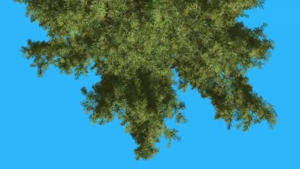 La parte superior del cedro de Alaska del árbol perenne girado se balancea en el viento Las hojas verdes del árbol están ondeando la corona en otoño de verano Animación generada por computadora — Vídeo de stock