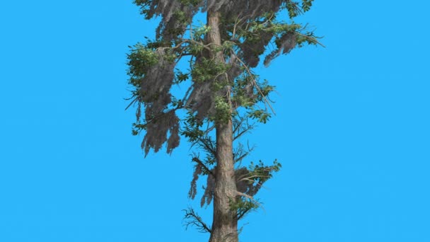 Careca Cypsess Taxodium Distichum meio de alta Tall Thin Trunk Tree está balançando dia ventoso folhas lineares amarelas são Fluttering Crown queda computador gerado — Vídeo de Stock