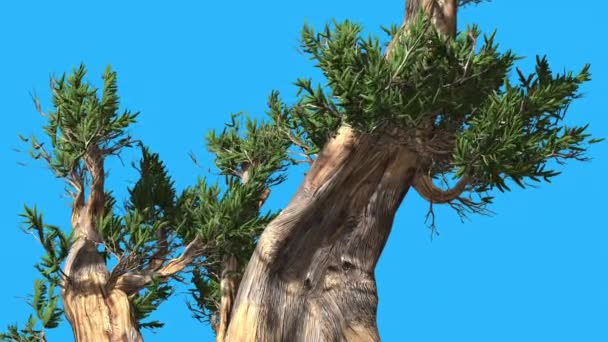 Bristlecone Pine twee dikke Truncks winderige dag groene lange smalle bladeren wapperen kroon in zomer Computer zijn gegenereerde animatie — Stockvideo