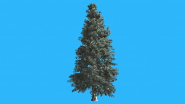 Blue Spruse Tree se balance au vent Les longues feuilles étroites bleues flottent Couronne en été Animation générée par ordinateur Fabriqué en studio 