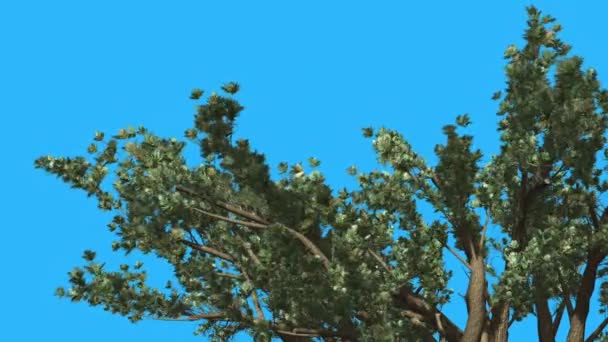 Cedro do Líbano Top of Tree is Swaying at The Wind Green Tree Leaves Are Fluttering Crown in Summer Computer Generated Animation Made in Studio — Vídeo de Stock