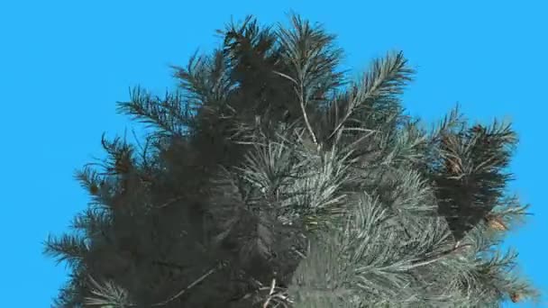 Blue Spruce Top of Tree is Swaying at The Wind Blue Long Leaves Are Fluttering Crown in Summer Computer Generated Animation Made in Studio — Stock Video