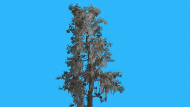 Bald Cypsess Taxodium Distichum Tree è Ondeggiante Giorno ventoso Giallo Lineare Foglie stanno svolazzando Corona in Autunno Computer Generato Animazione Studio — Video Stock