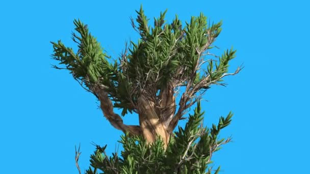 Bristlecone Pine dikke stam Top van boom winderige dag groene smalle bladeren wapperen kroon in zomer Computer zijn gegenereerde animatie — Stockvideo