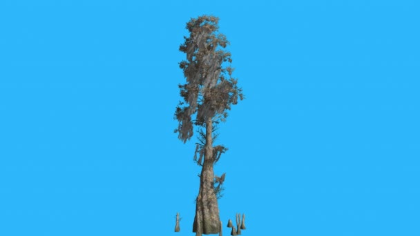 Kahl cypsess taxodium distichum großer Baum schwankt windig Tag gelb lineare Blätter flattern Krone im Herbst Computer generierte Animationsstudio — Stockvideo