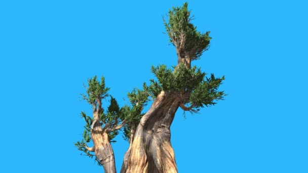 Bristlecone Pine Two Trunks Thick Tree is Swaying Windy Day Green Narrow Tree Leaves Are Fluttering Crown in Summer Animación generada por computadora — Vídeos de Stock