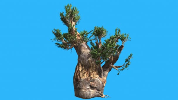 Bristlecone Pine Thick Short Tree is Swaying Windy Day Green Narrow Tree Leaves Are Fluttering Crown in Summer Estudio de animación generado por computadora — Vídeos de Stock