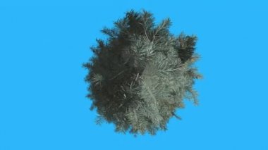 Mavi Spruse Top Down Tree Rüzgar Mavi Dar Ağaç Yaprakları De Sallanan Yaz Bilgisayar Oluşturulan Animasyon Studio Made Forme