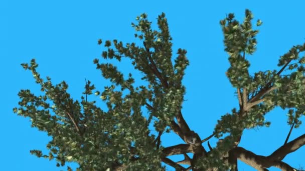 Cedro del Líbano La parte superior del árbol se balancea en el viento Las hojas verdes del árbol están ondeando la corona en verano Animación generada por computadora Hecho en el estudio — Vídeo de stock