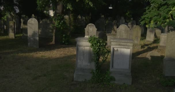 Vieilles pierres tombales au cimetière Branches sont balançant brise tronc d'arbre Lieu de sépulture tombes catholiques parmi l'herbe verte Rayons de soleil sur une pierre envahie — Video