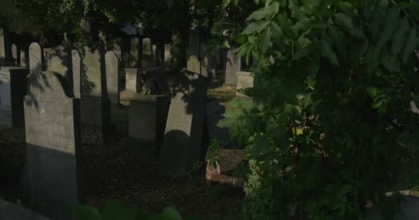 Two Obelisks Wild Grape Leaves Old Tombstones at Cemetery Burial Place Catholic Graves Among Green Grass Sun Rays on a Overgrown Stones Green Trees — Stock Video