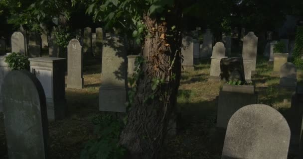 Vieilles pierres tombales au cimetière Les branches se balancent au vent Lieu de sépulture Tombes catholiques parmi l'herbe verte Rayons de soleil sur une pierre envahissante — Video