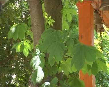 Yeşil kestane ağaçları çan kubbeler, Ortodoks Kilisesi kilise çanları kubbe altında sarı Metal günlük ahşap bina dini nesneleri tavan kubbeleri