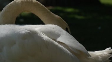 Beyaz kuş yakın kadar iki kız çocukların yanında çayır Kuğu Gölü kuş yürüyor tüyler Preening kuğu vardır yeşil çayır tarafından yürüyüş güneşli yaz gün
