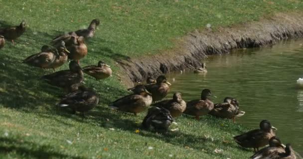 살포 물 아래 서 있는 백조 호수 화이트 새 백조와 얼룩 덜 룩 한 오리 지나가는 녹색 풀밭 물 뿌리 실행 새 부동 — 비디오
