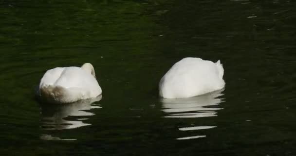 Два белых птицы лебеди плавают по воде и дайвинг Поднимая шеи Птицы питаются в пруду Rippling воды Солнечный летний день на Лебедином озере — стоковое видео