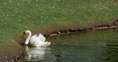 Swan Lake beyaz kuşlar kuğular ve benekli ördekler yeşil çayır yüzen su ördekler tarafından tarafından yürüyüş Swan için bir su birikintisi bankada yüzen yaklaşım