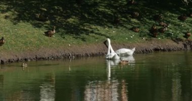 Kuğu Gölü benekli ördekler yeşil çayır çift beyaz kuğu tarafından yüzen su ördekler yaklaşım için kuğu tarafından ve uzak yürüyor yeşil çimen tarafından yürüyor
