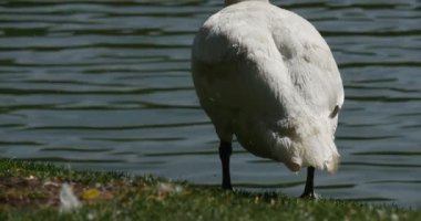 Beyaz kuş kuğu yakın ayakta Lake döner ve yürüyüş Kuğu Gölü su dalgalanan bir yeşil çayır tarafından arka plan güneşli yaz günü doldu