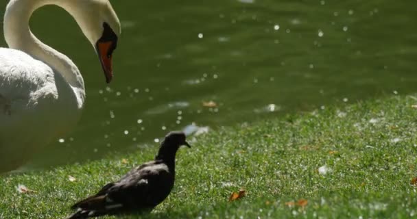 White Bird Swan Close Up está caminhando por um prado verde com um pombo cinza andando em Swan Lake Rippling Water no fundo ensolarado dia de verão — Vídeo de Stock