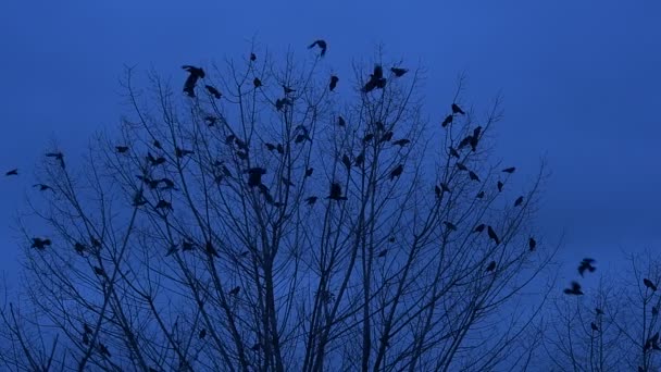 As silhuetas das aves estão sentadas em um ramo de uma árvore de Bush explodir e Flap suas asas lento movimento ramos sem folhas outono crepúsculo noite — Vídeo de Stock