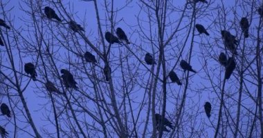 Kuş Silhouettes yakın kadar Flock, karatavuk Ravens kargalar kuşlar oturuyor ağaç kuşlar bir üst üzerinde Preening tüyler çırparak kanatları Dusk