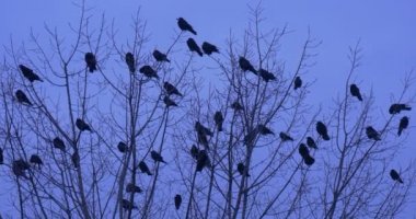Kuş Silhouettes Flock, karatavuk Ravens kargalar kuşlar oturuyor tepesinde bir çalı veya ağaç kuşlar çıplak dalları üzerinde tüyler Dusk Preening