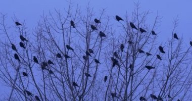 Kuş Silhouettes karatavuk Kuzgunlar kargalar Kuşlar sürüsü ağaç kuşlar Blast çıplak dalları Fly Away kapalı tepesinde oturan ya da diğer şube için oturup