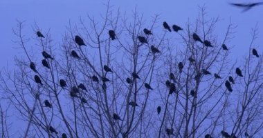 Çıplak dalları sallanan ve Fly Away Dusk kaç kuş Kuş Silhouettes karatavuk Kuzgunlar kargalar kuşlar bir çalı veya ağaç üstünde oturan patlama