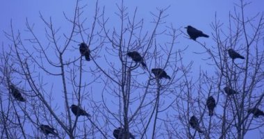 Uzak Dusk Bush ağacının dalları kaç kuş çıplak dalları patlama sallanan bir üstünde oturan Kuş Silhouettes karatavuk Kuzgunlar kargalar Kuşlar uçar