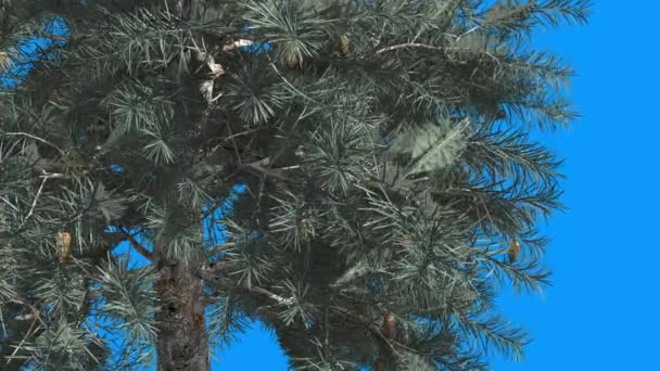 Blautanne close up Baum grün und blaue Blätter auf blauem Bildschirm immergrüner Baum schwankt tagsüber auf den windgrünen nadelartigen Blättern im Winter — Stockvideo