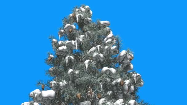 青いスクリーンの緑と青の葉の枝に木の雪のコーンの青いスプルーストップは、風針のような葉の冬に揺れている — ストック動画