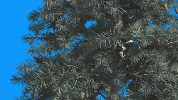 Fim Spruce azul acima dos cones na árvore o azul verde das folhas agulha-como na tela azul a árvore evergreen está balanç no vento no dia no verão do inverno — Vídeo de Stock