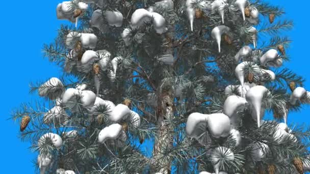 Árbol de abeto azul con nieve en sus ramas Conos Tronco delgado Pantalla azul Árbol siempreverde se balancea sobre el viento Hojas parecidas a agujas Invierno — Vídeo de stock