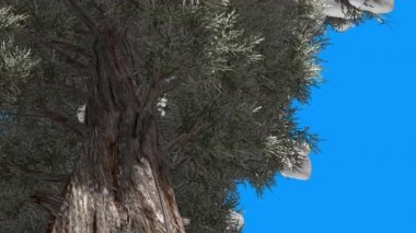 Doğu Kırmızı Sedir Kozalaklı Ağaç Aşağı Kar Gövde Yeşil Dalları Mavi Ekran Ağaç Kışın Gündüz Rüzgar Yeşil Ölçekli Yaprakları Sallanan olduğunu